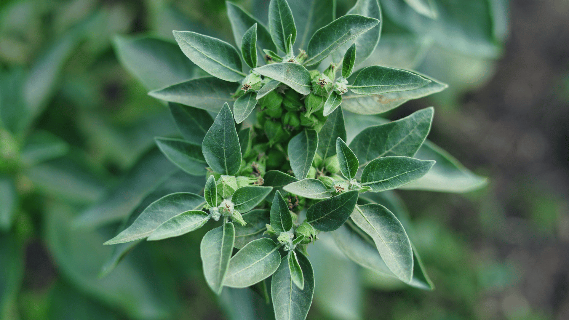 Adaptógenos: Extracción, componentes activos y mecanismos de acción