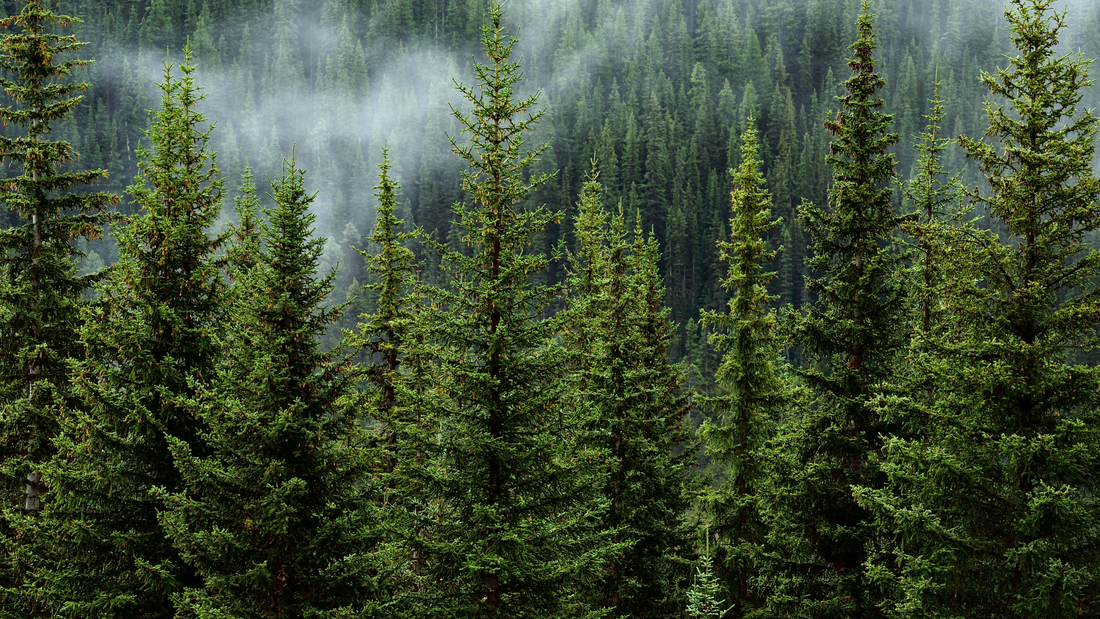 Suplementos para Dormir Naturales: Guía Científica para un Descanso Profundo y Reparador en 2026