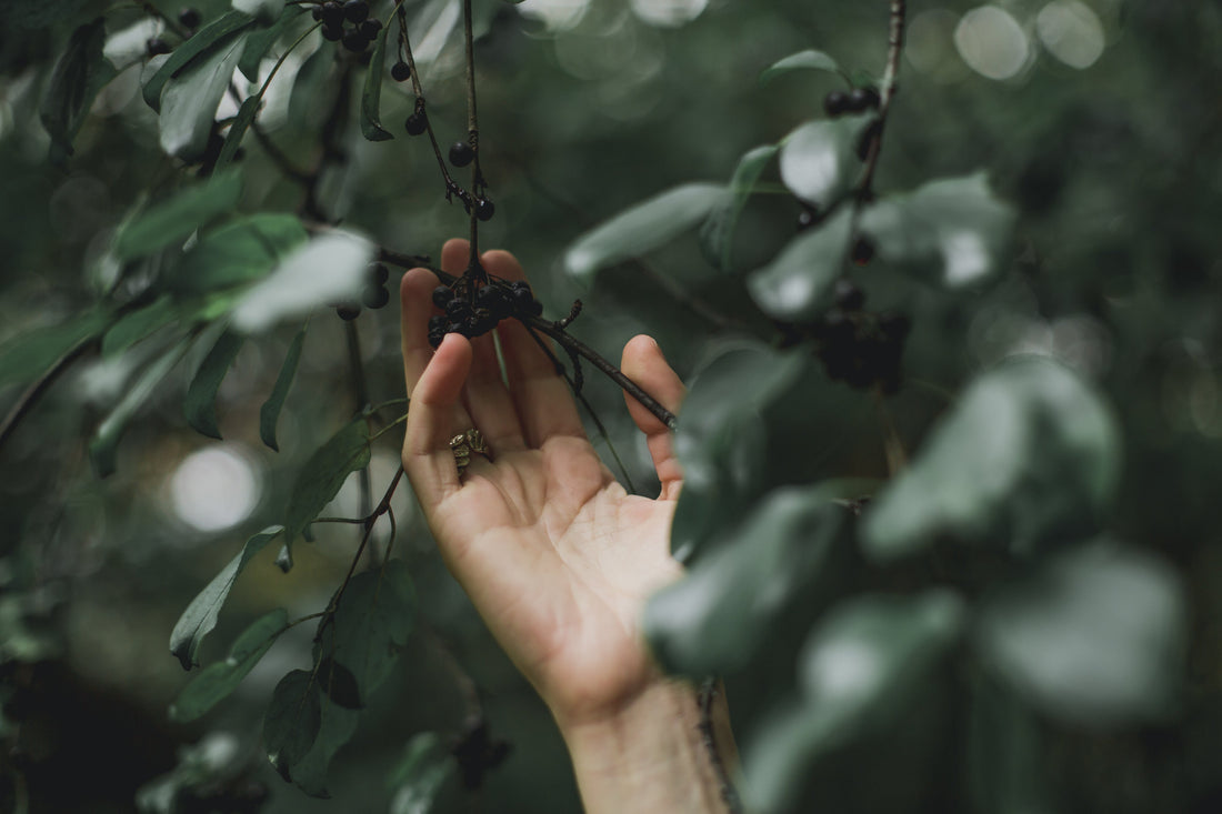 Suplementos Naturales en Guadalajara: Tu Guía Kóre Labs para el Bienestar